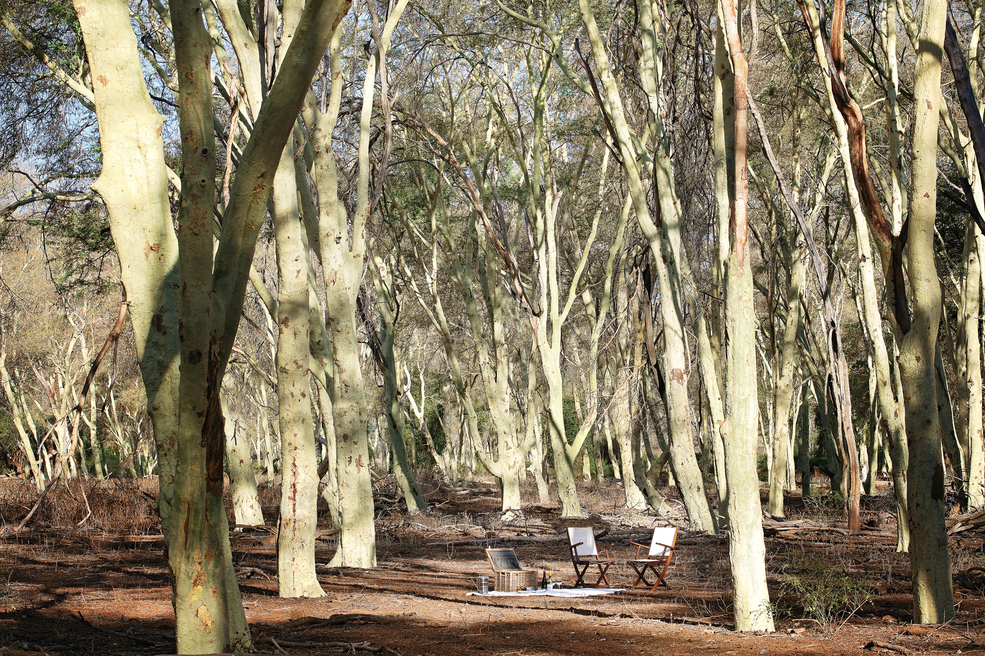 THE INCREDIBLE FEVER TREE FOREST