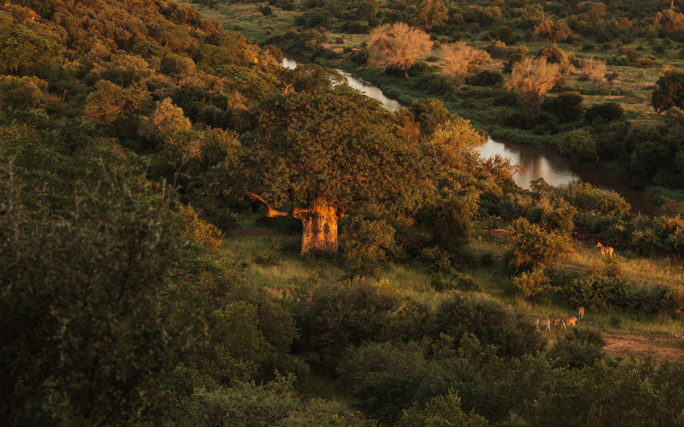 Sound Safari at The Outpost: A Unique Kruger National Park Experience