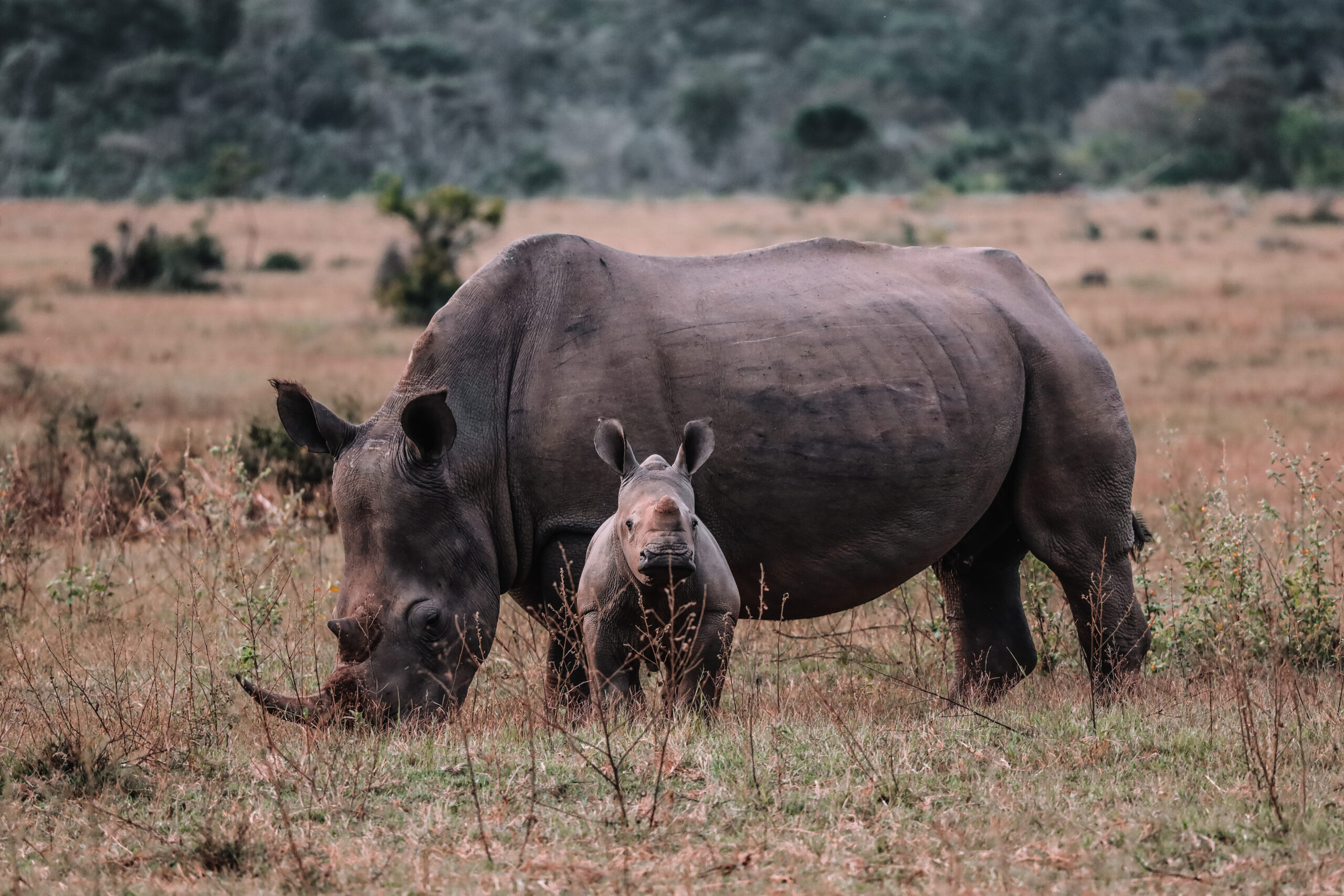 How conservation fees fuel sustainable safaris