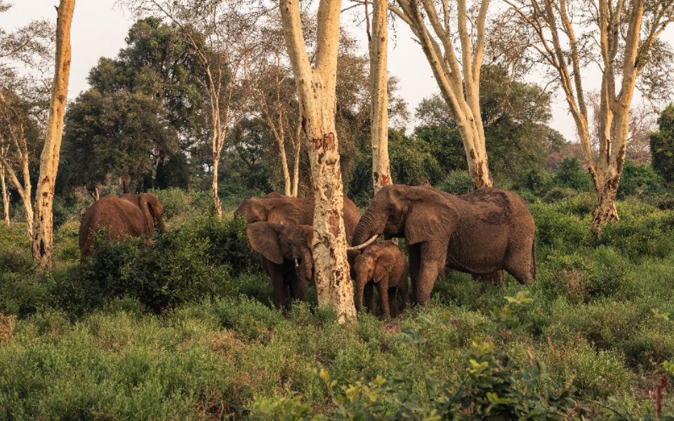 World Safari Day: Why We Do What We Do