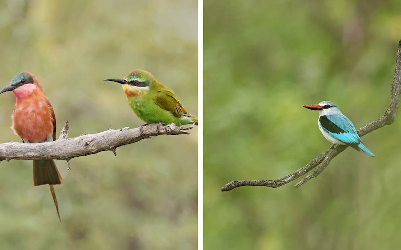 Left: Southern Carmine Bee-eater and Blue-cheeked Bee-eater, Right: Woodland Kingfisher