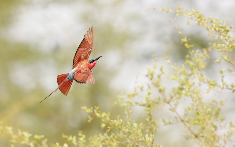 The birds that cross continents to reach our corner of the Kruger